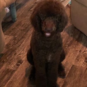 Meet your Posher, David